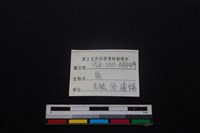 梅花鹿骨藏品圖，第3張