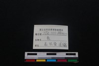 梅花鹿骨藏品圖，第3張