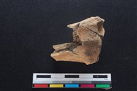 梅花鹿骨藏品圖，第1張