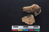 梅花鹿骨藏品圖，第2張