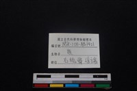 梅花鹿骨藏品圖，第3張