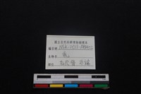 梅花鹿骨藏品圖，第3張