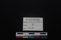 梅花鹿骨藏品圖，第3張