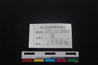 梅花鹿骨藏品圖，第3張