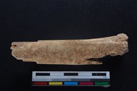 梅花鹿骨藏品圖，第1張