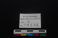 梅花鹿骨藏品圖，第3張