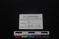 梅花鹿骨藏品圖，第3張