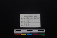 梅花鹿骨藏品圖，第3張