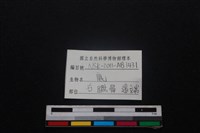 梅花鹿骨藏品圖，第3張
