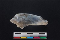 梅花鹿骨藏品圖，第1張