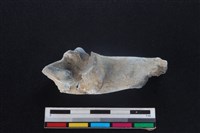 梅花鹿骨藏品圖，第2張