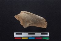 梅花鹿骨藏品圖，第1張