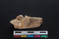 梅花鹿骨藏品圖，第2張