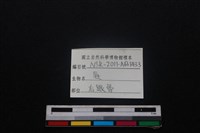 梅花鹿骨藏品圖，第3張