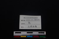 梅花鹿骨藏品圖，第3張