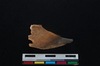 梅花鹿骨藏品圖，第1張