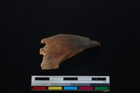 梅花鹿骨藏品圖，第2張