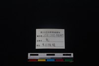 梅花鹿骨藏品圖，第4張