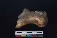 梅花鹿骨藏品圖，第1張