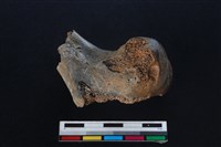 梅花鹿骨藏品圖，第2張