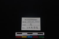 梅花鹿骨藏品圖，第3張
