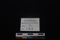 梅花鹿骨藏品圖，第3張