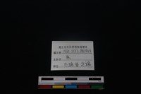梅花鹿骨藏品圖，第3張