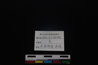 梅花鹿骨藏品圖，第3張