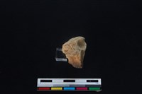 梅花鹿骨藏品圖，第1張