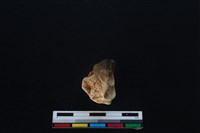 梅花鹿骨藏品圖，第2張