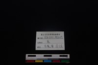 梅花鹿骨藏品圖，第3張