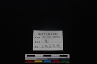 梅花鹿骨藏品圖，第4張