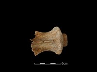 梅花鹿骨藏品圖，第2張