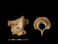 梅花鹿骨藏品圖，第1張