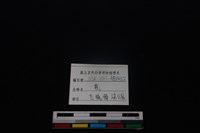 梅花鹿骨藏品圖，第3張
