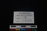 梅花鹿骨藏品圖，第4張