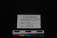 梅花鹿骨藏品圖，第5張