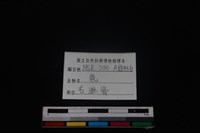 梅花鹿骨藏品圖，第3張