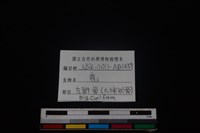 梅花鹿骨藏品圖，第5張