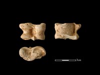 梅花鹿骨藏品圖，第1張