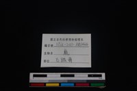梅花鹿骨藏品圖，第3張