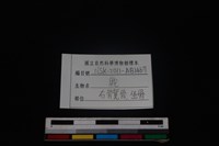 梅花鹿骨藏品圖，第3張