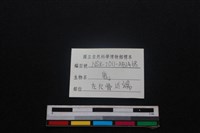 梅花鹿骨藏品圖，第3張