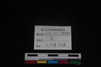梅花鹿骨藏品圖，第3張