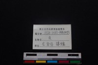梅花鹿骨藏品圖，第3張
