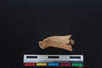 梅花鹿骨藏品圖，第1張