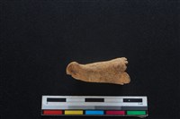 梅花鹿骨藏品圖，第2張