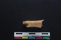 梅花鹿骨藏品圖，第3張