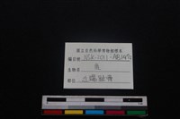 梅花鹿骨藏品圖，第4張