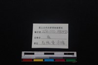 梅花鹿骨藏品圖，第3張